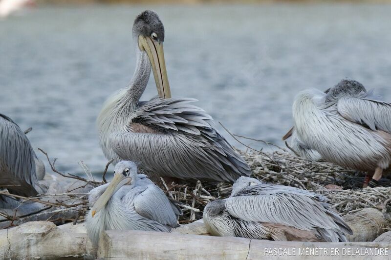 Pink-backed Pelican