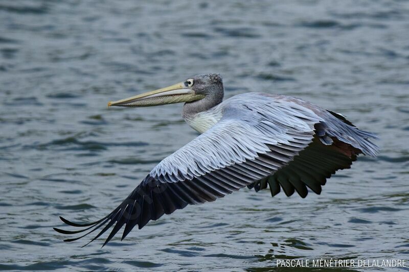 Pink-backed Pelican