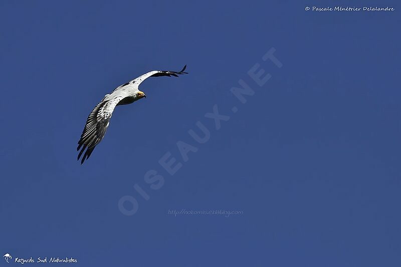 Egyptian Vulture