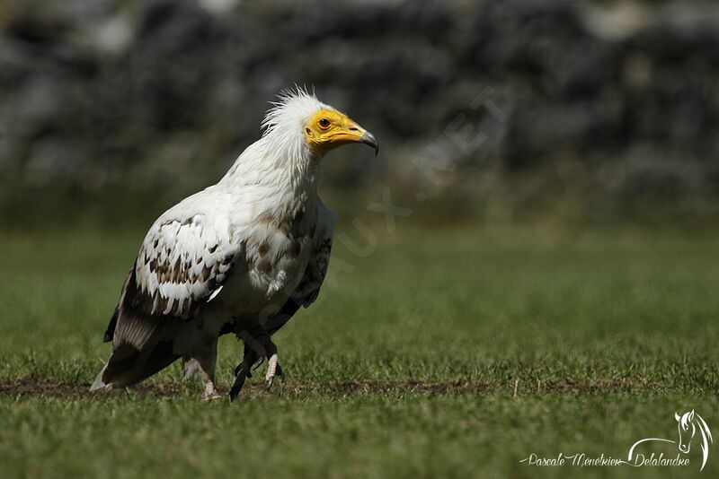 Egyptian Vulture