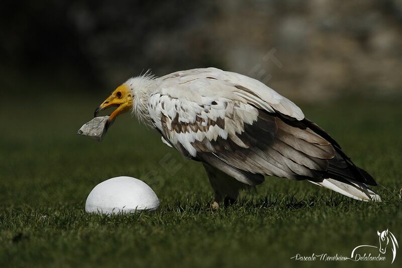 Egyptian Vulture