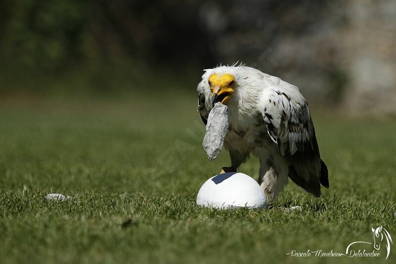 Egyptian Vulture