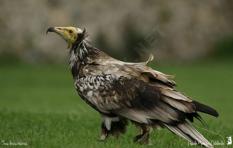 Egyptian Vulturejuvenile