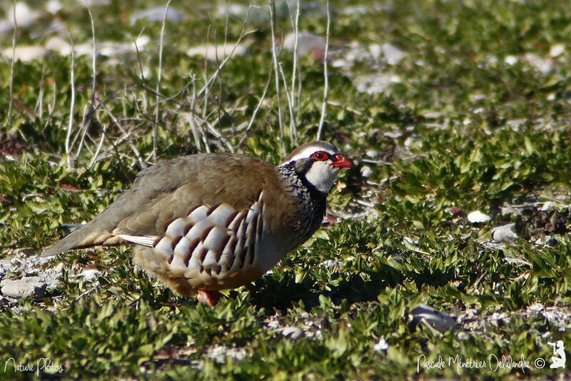 Red-legged Partridge