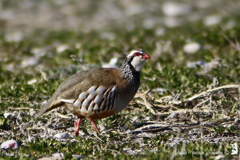 Red-legged Partridge