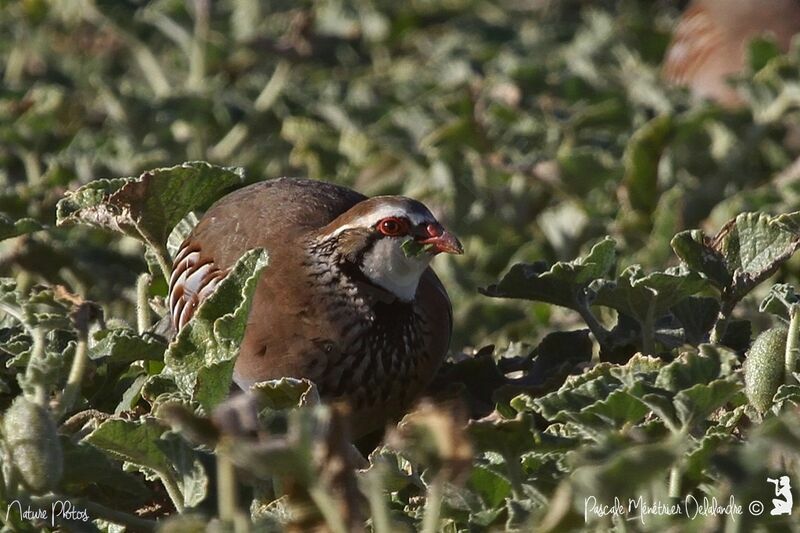 Red-legged Partridge