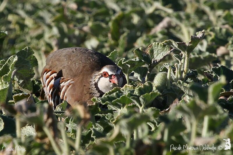 Red-legged Partridge