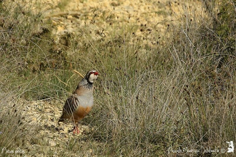 Red-legged Partridge