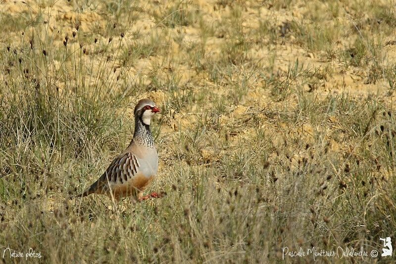 Red-legged Partridge