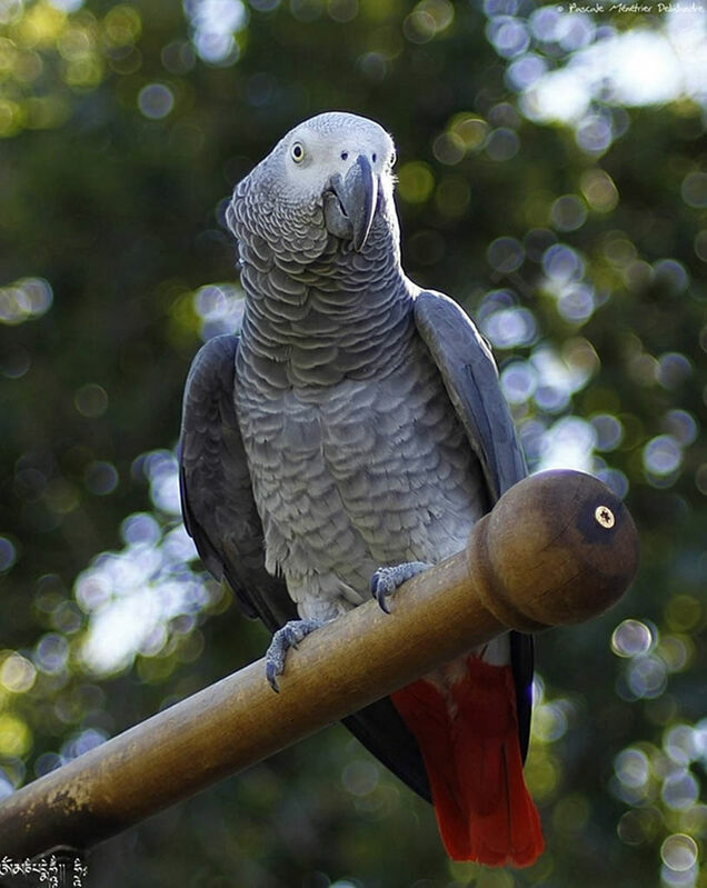 Grey Parrot