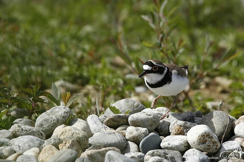 Little Ringed Plover