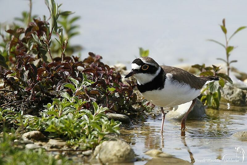 Little Ringed Plover