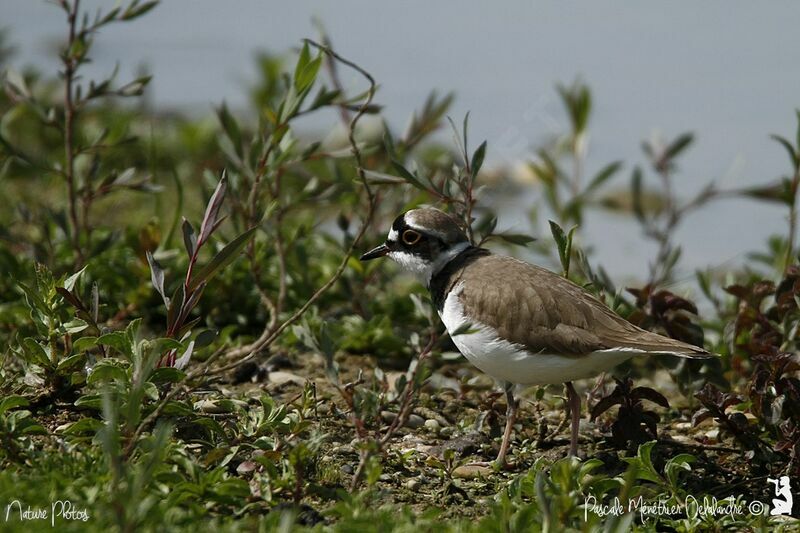 Little Ringed Plover