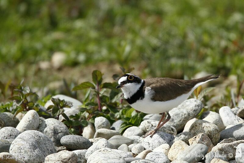 Little Ringed Plover