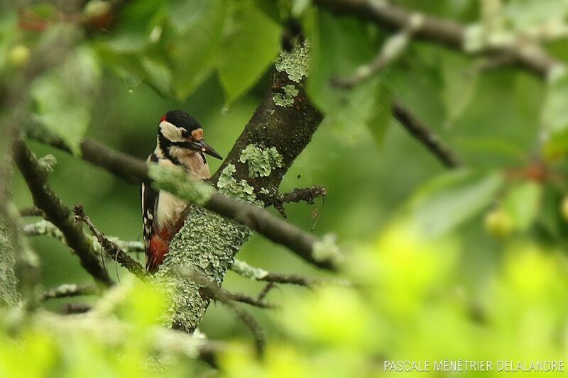 Great Spotted Woodpecker