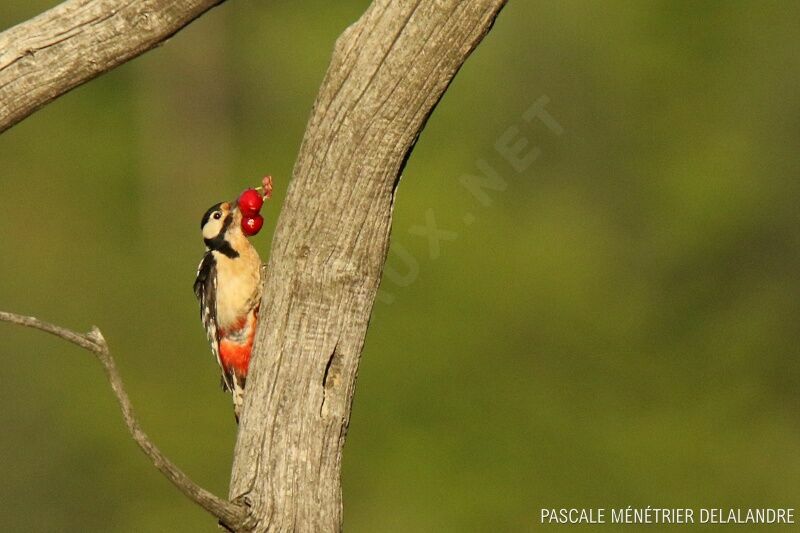 Great Spotted Woodpecker