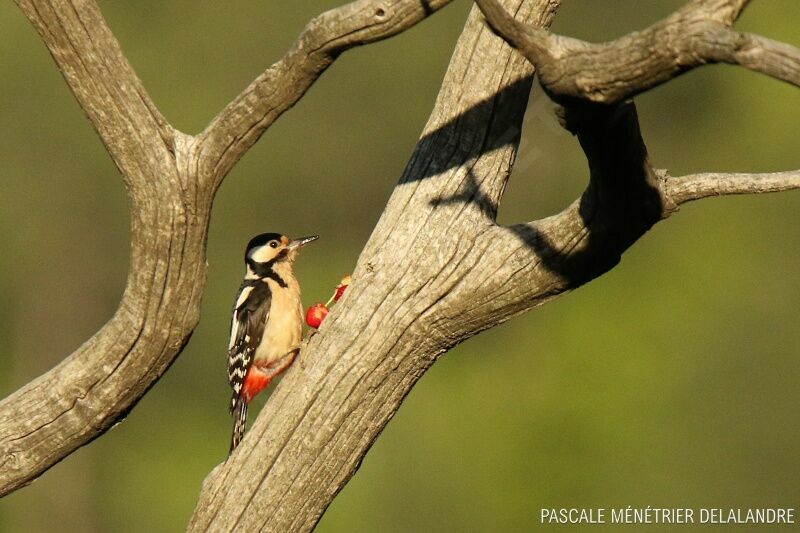 Great Spotted Woodpecker