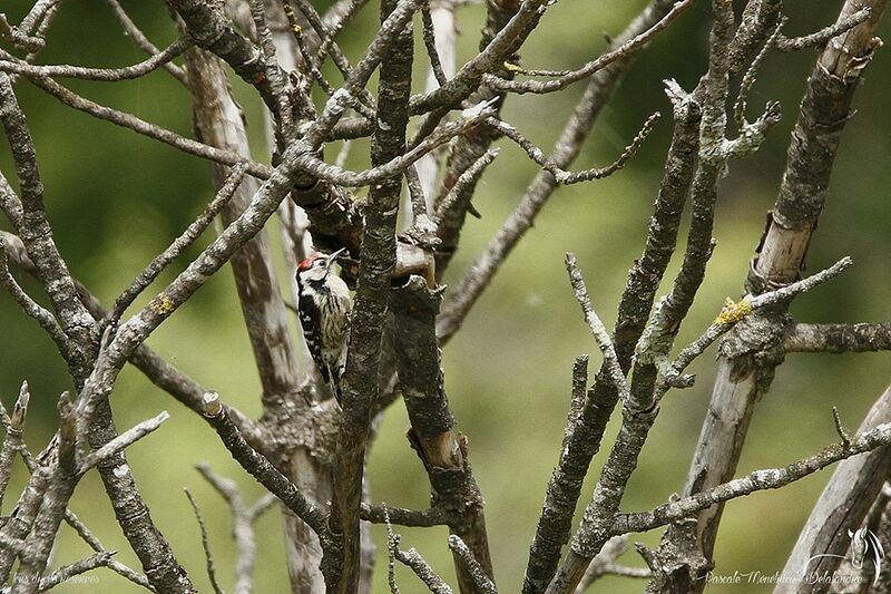 Lesser Spotted Woodpecker