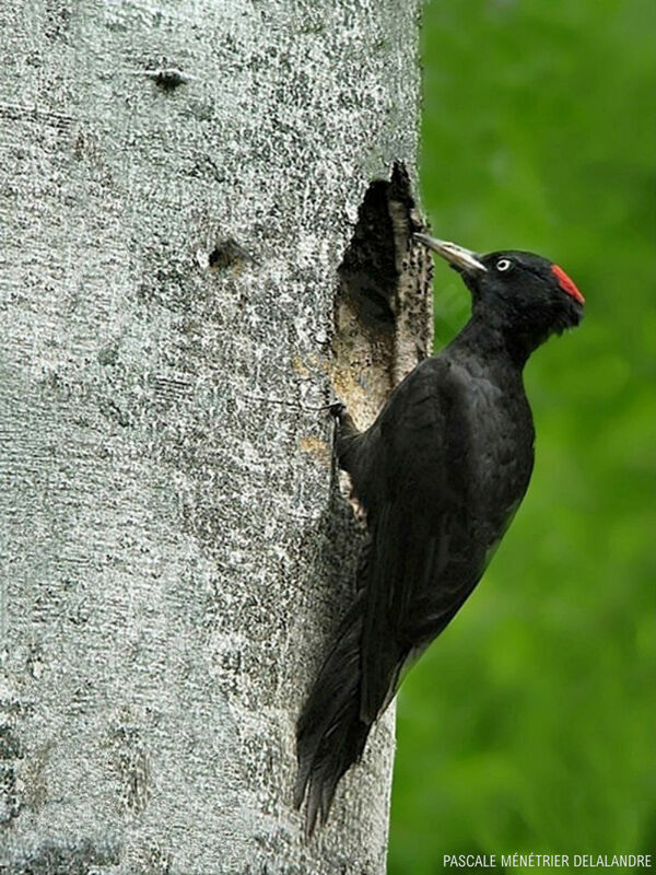 Black Woodpecker female