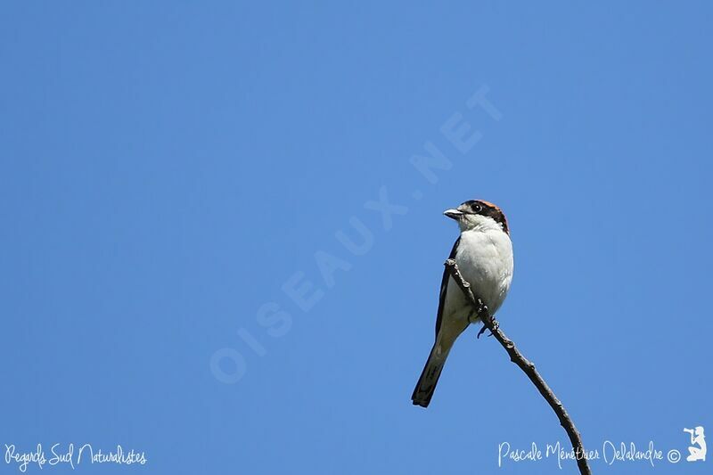 Woodchat Shrike