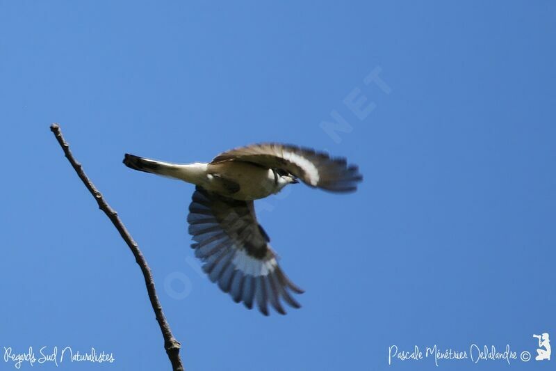 Woodchat Shrike