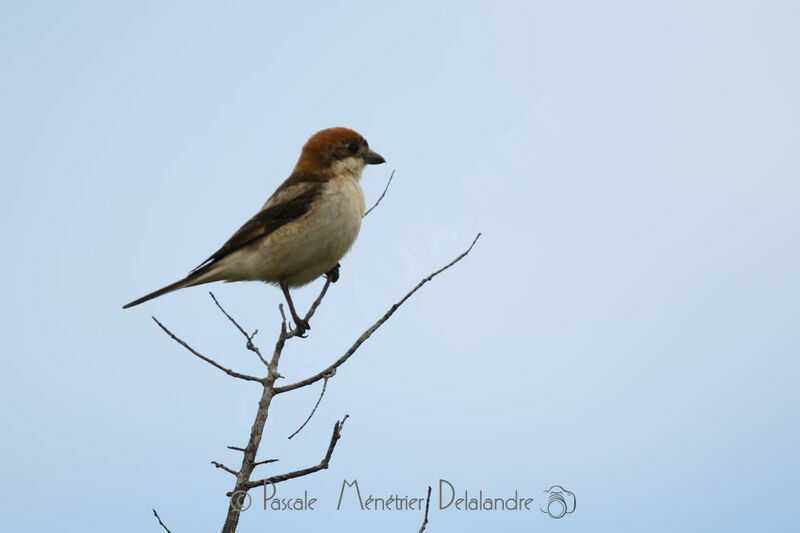 Pie-grièche à tête rousse femelle adulte nuptial