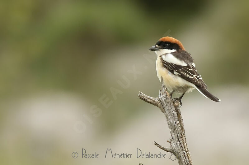 Woodchat Shrike male adult breeding