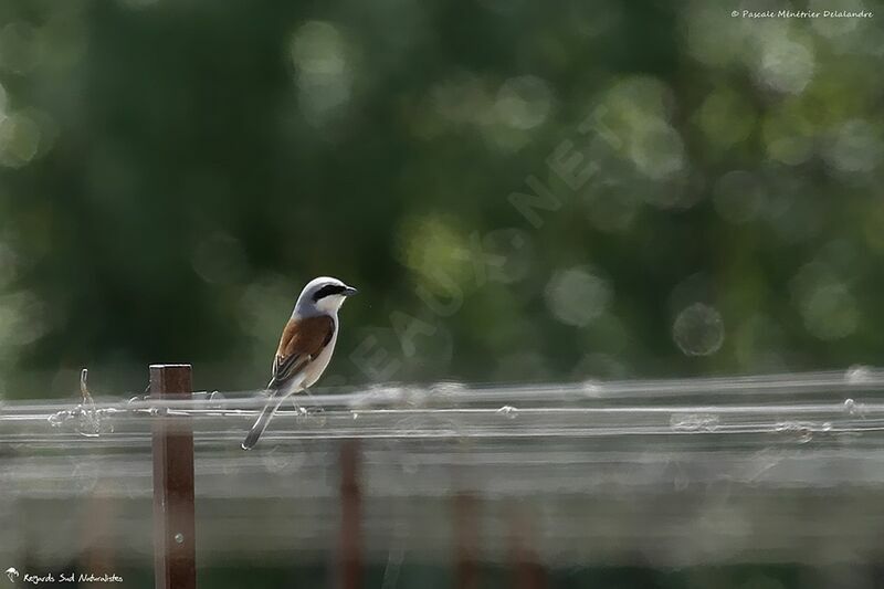 Red-backed Shrike