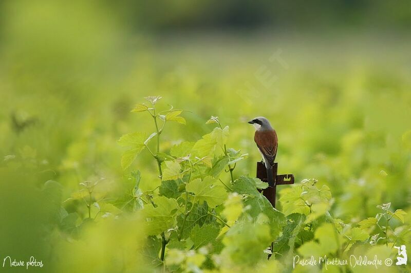 Red-backed Shrike