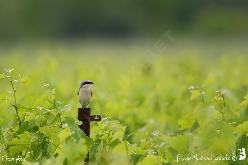 Red-backed Shrike