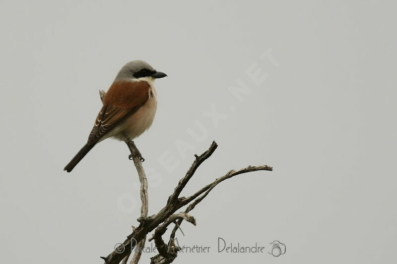 Red-backed Shrike male adult breeding