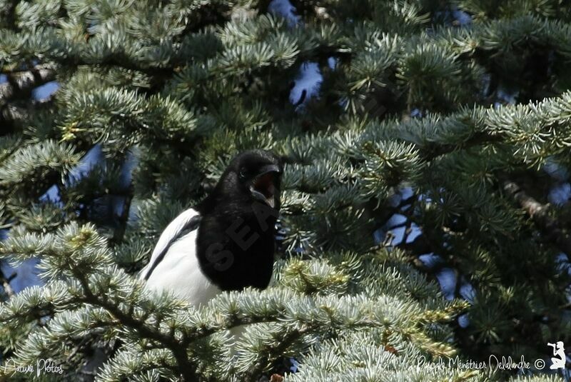 Eurasian Magpie