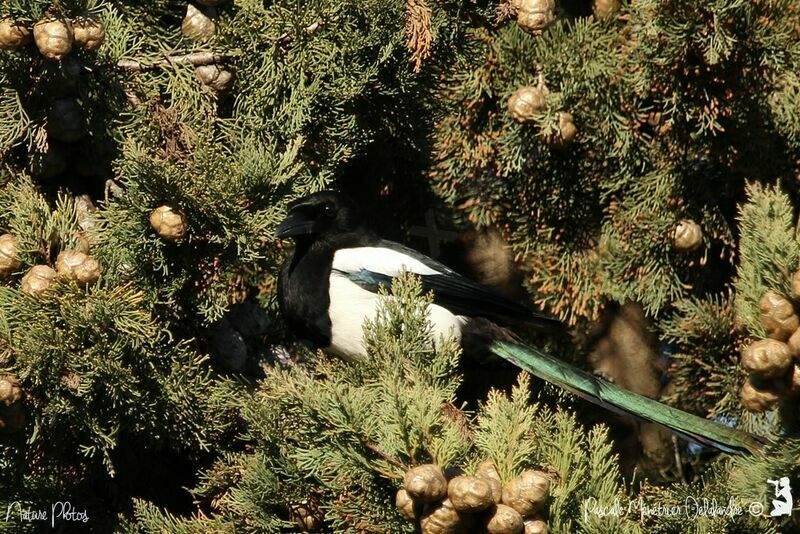 Eurasian Magpie