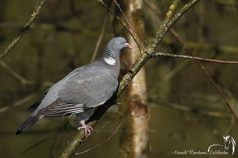 Common Wood Pigeon