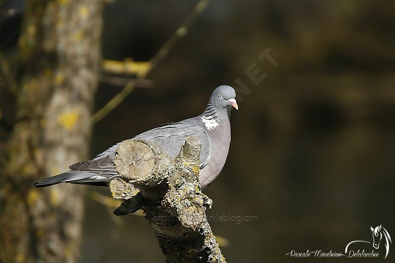 Common Wood Pigeon