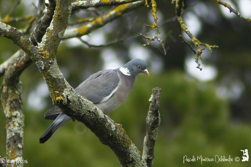 Common Wood Pigeon