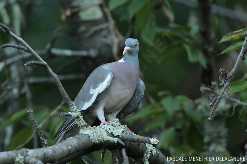 Common Wood Pigeon