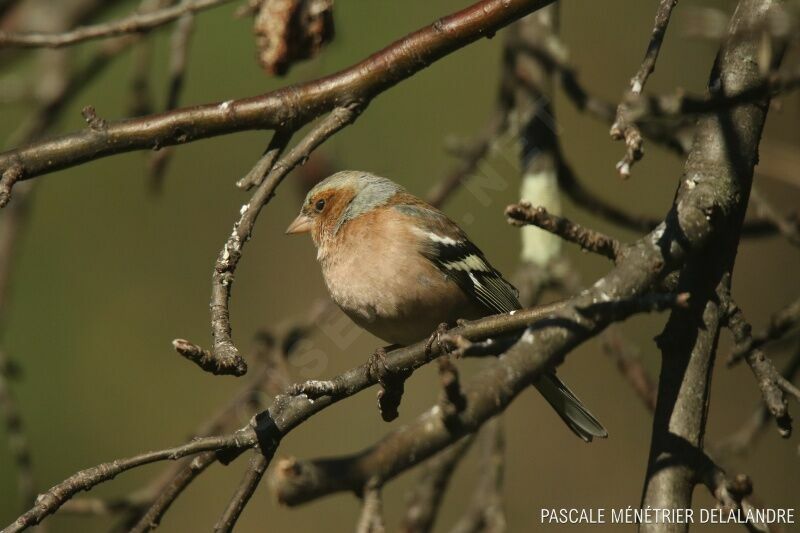 Pinson des arbres