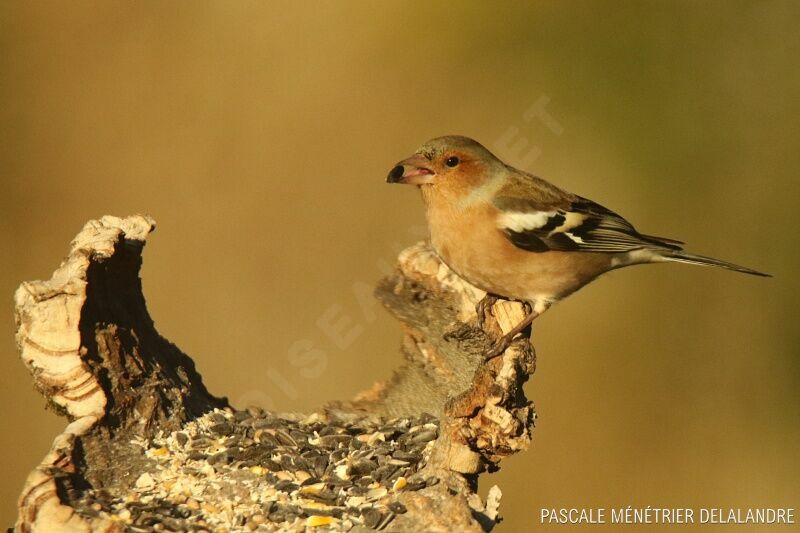 Eurasian Chaffinch