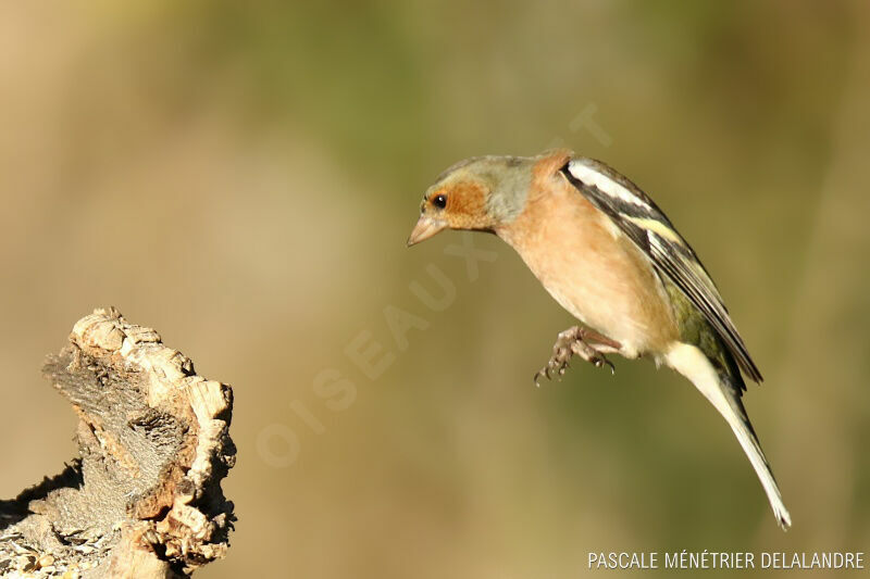 Eurasian Chaffinch male adult