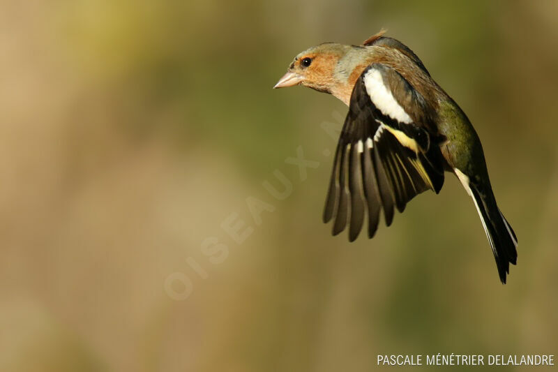 Eurasian Chaffinch male adult