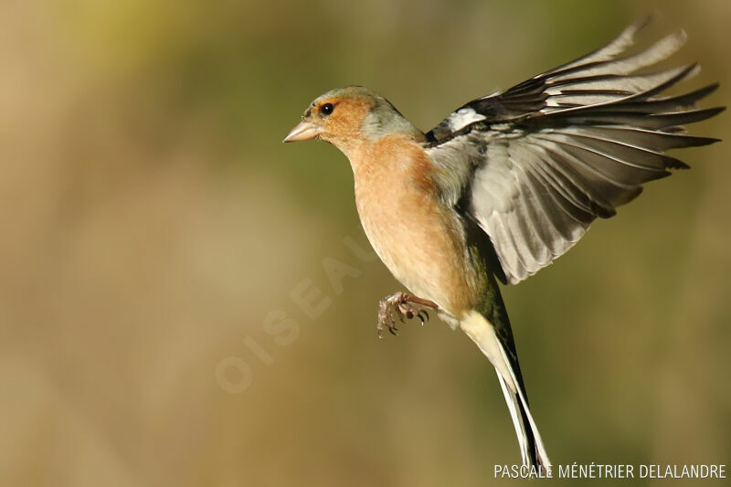 Eurasian Chaffinch male adult