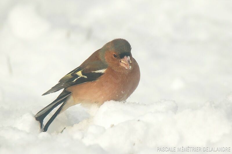 Eurasian Chaffinch male adult