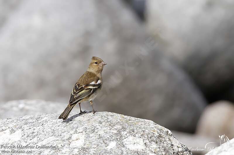 Eurasian Chaffinch female