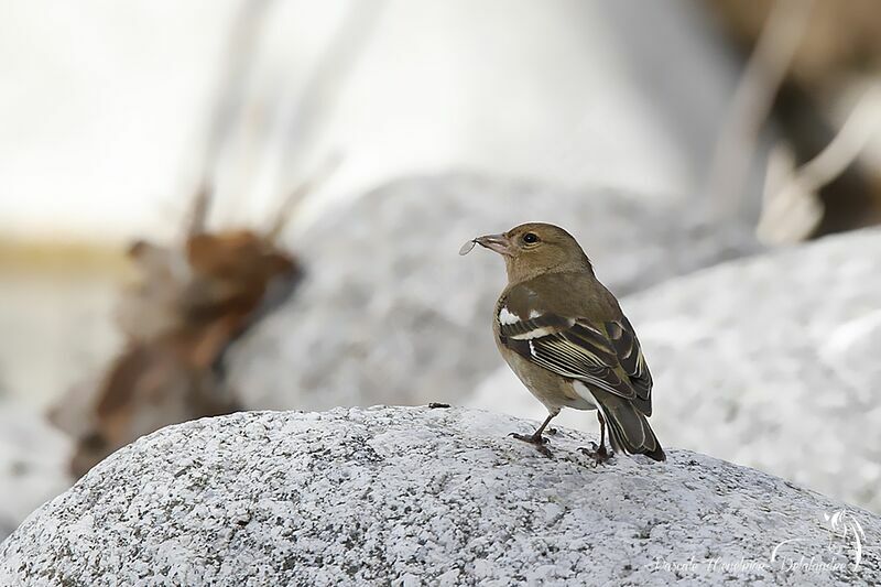 Eurasian Chaffinch