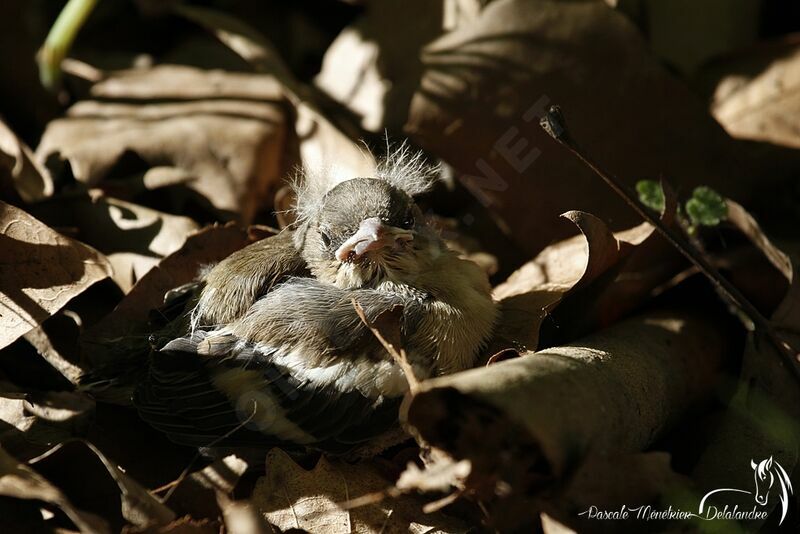 Eurasian Chaffinchjuvenile