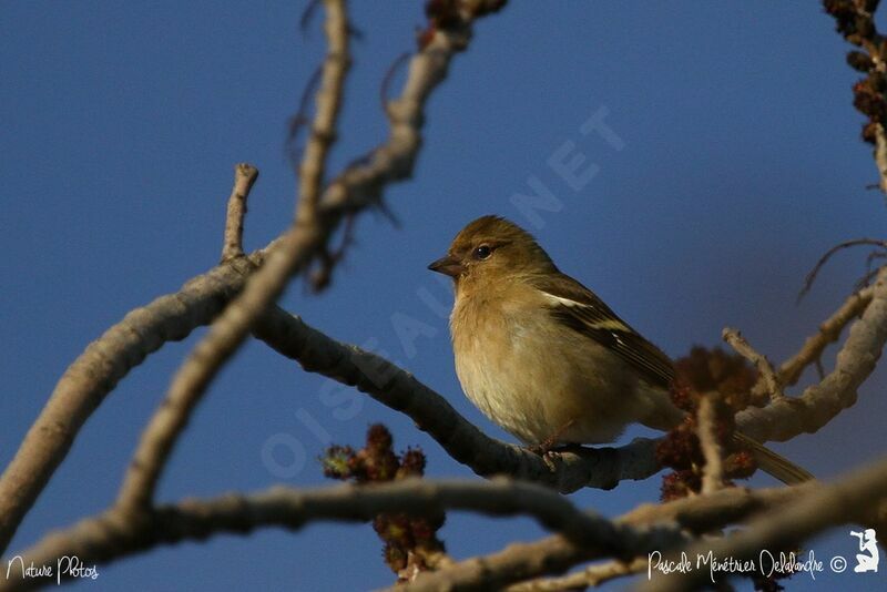 Eurasian Chaffinch