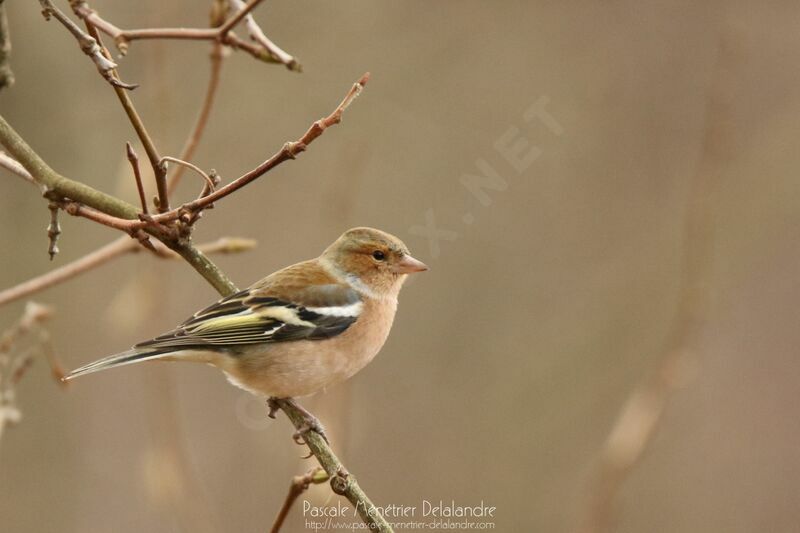 Eurasian Chaffinch