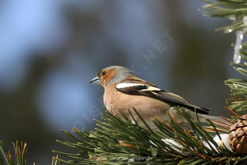 Pinson des arbres