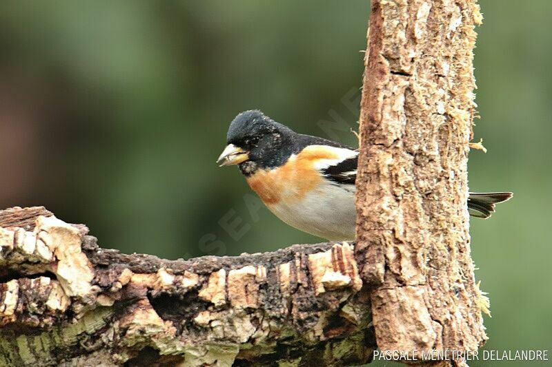 Brambling male adult breeding